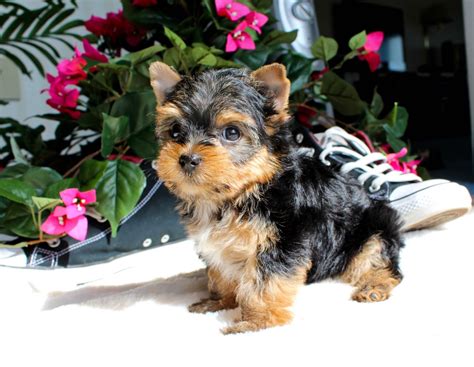 yorkshire terrier puppies wisconsin